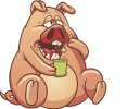 cochon-haaff