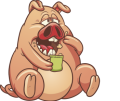 cochon-haaff